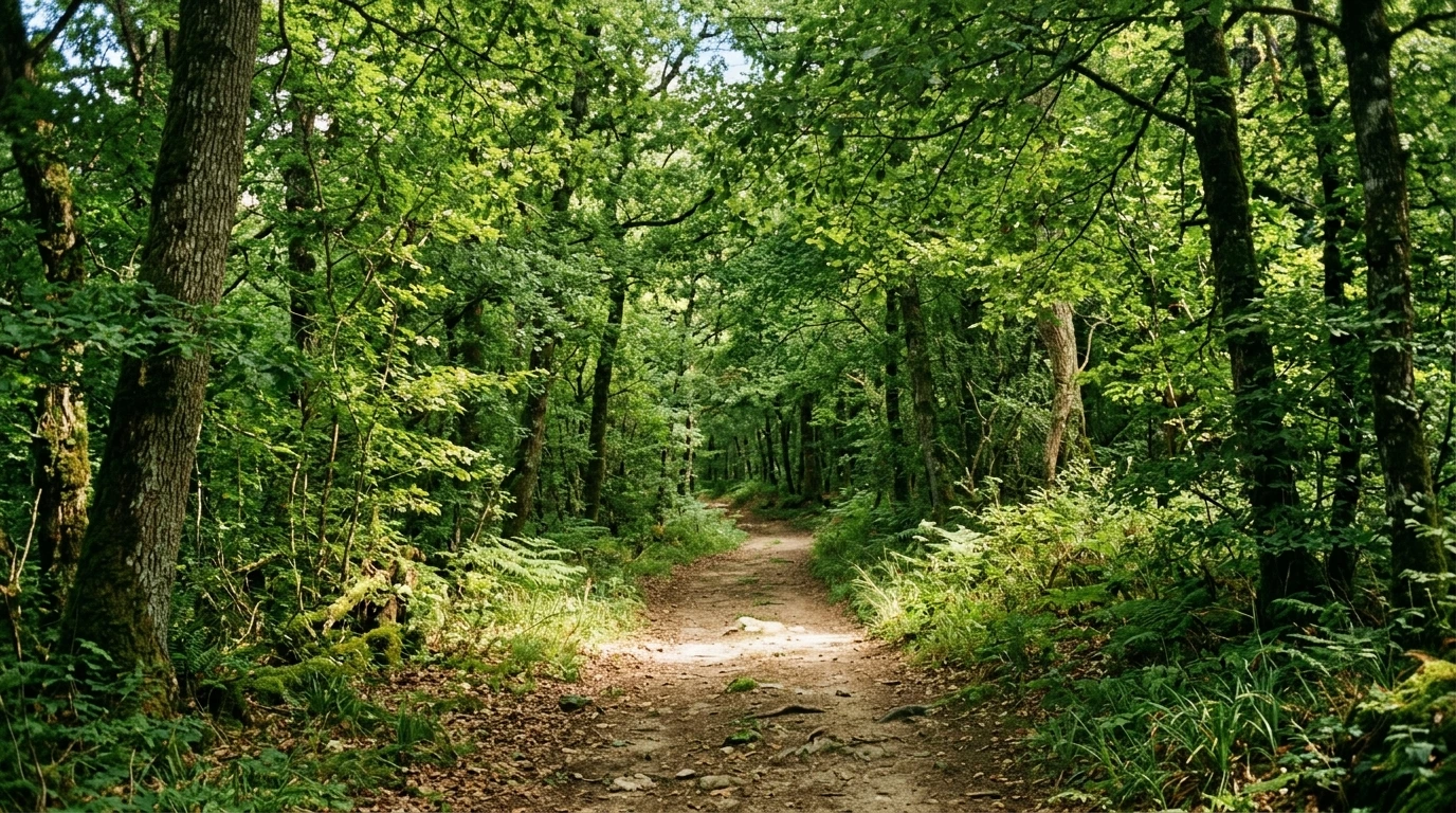 Sentier de randonnée dans une forêt domaniale accessible en train