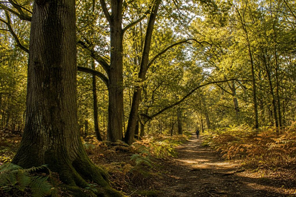 Foret de Fontainebleau Essonne randonnee
