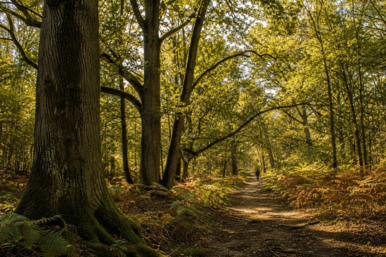 Que faire en Essonne le temps d&rsquo;un week-end vert ?