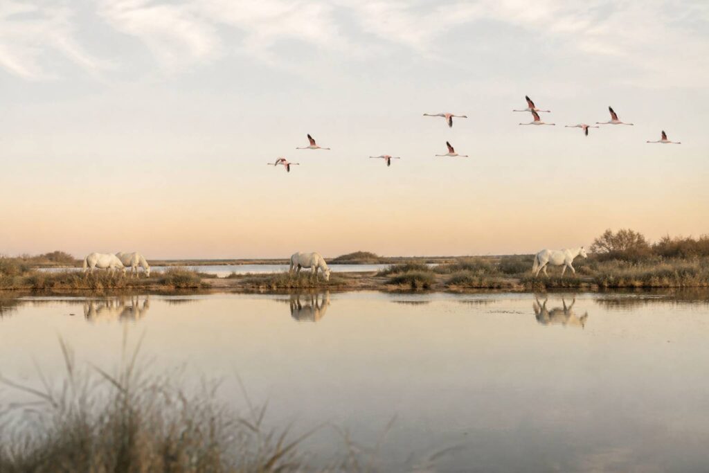Flamants roses et chevaux blancs dans les marais de Camargue