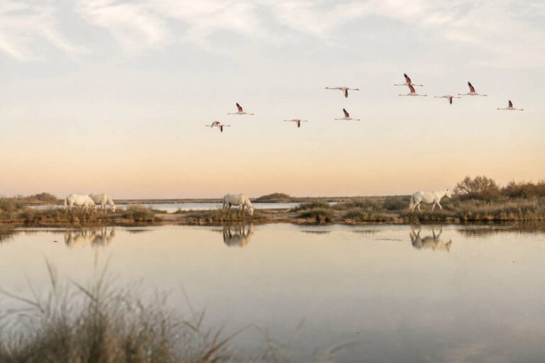 Parc naturel régional de Camargue : un véritable trésor de biodiversité à découvrir