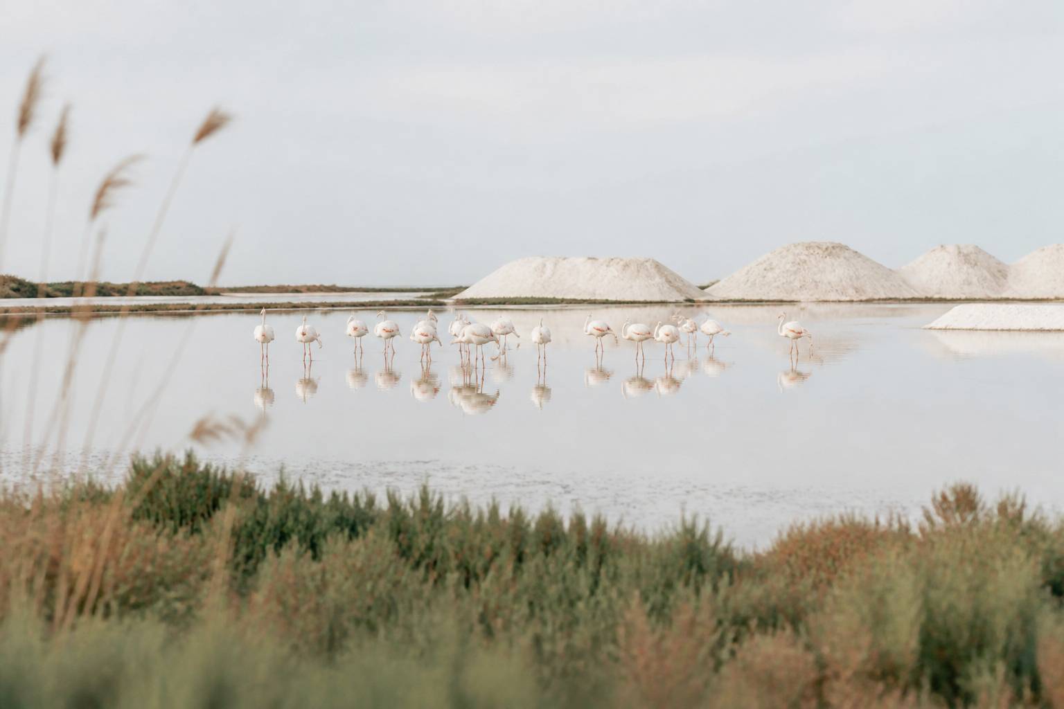 Flamants roses dans l'eau peu profonde près des salins camarguais
