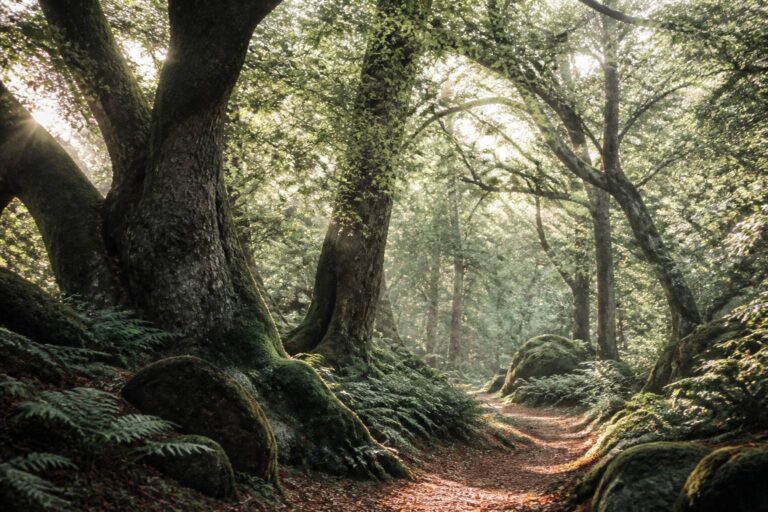 Les mystères enchantés de la forêt de Brocéliande