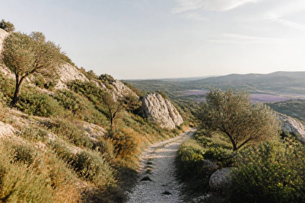 Sentier de randonnée calcaire dans les Alpilles avec oliviers
