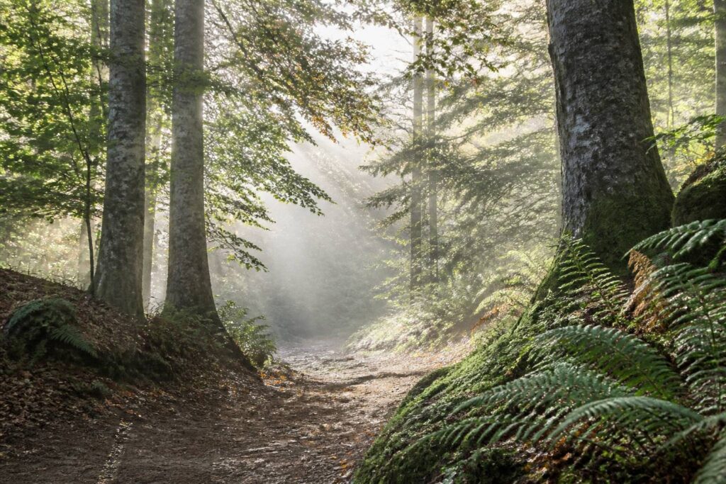 Sentier forestier au matin avec faisceaux de lumière traversant le feuillage et légère brume