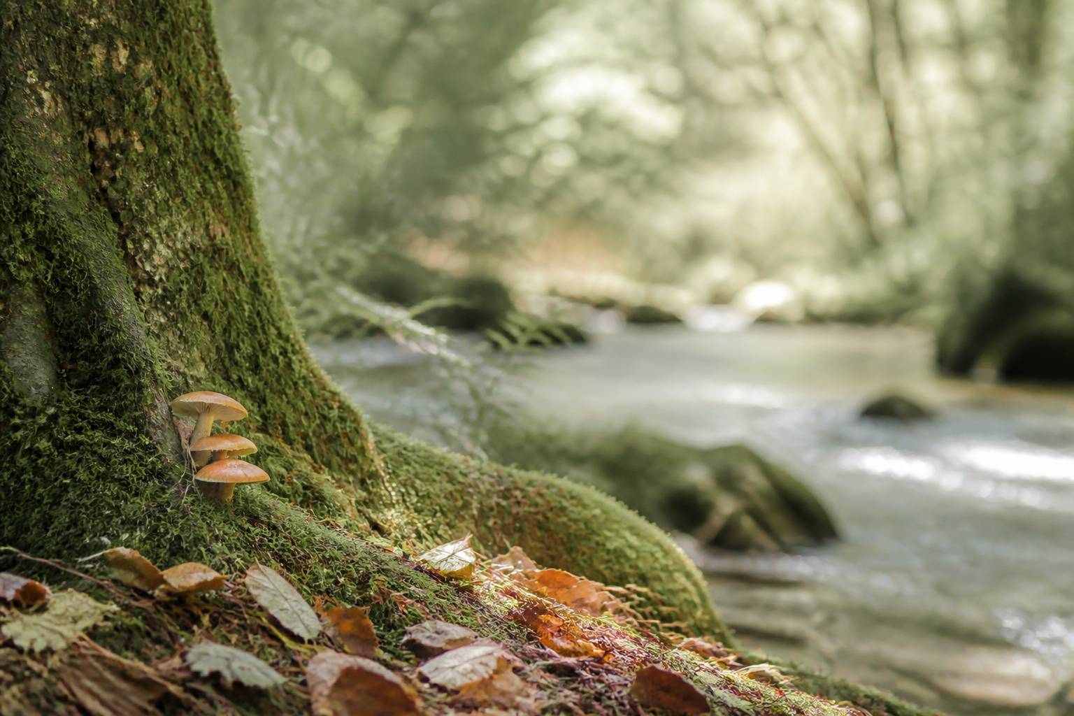 Sous-bois avec tronc moussu, champignons et feuilles mortes près d'un ruisseau peu profond