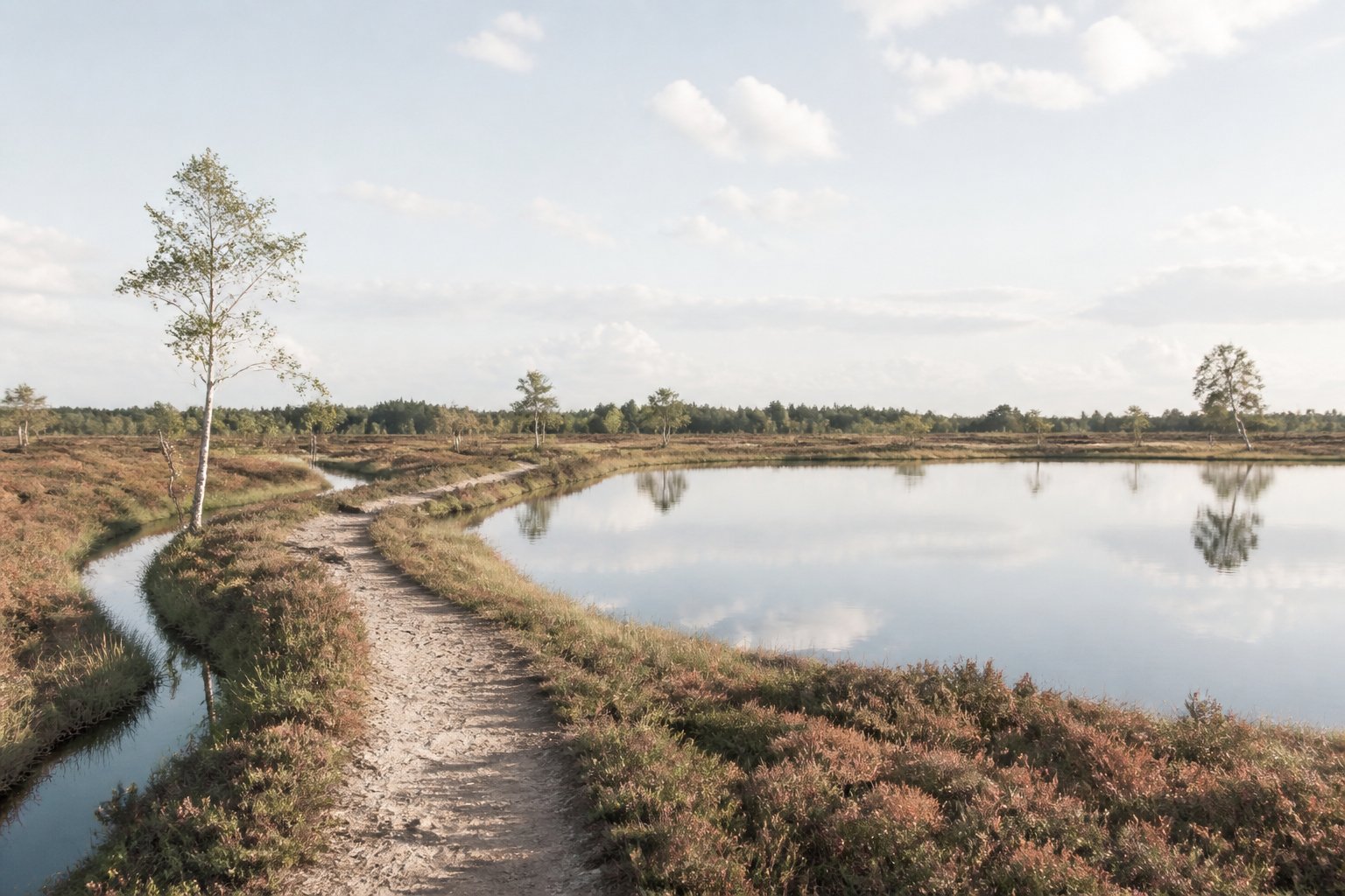 Tourbière calme avec sentier de randonnée et bouleaux argentés reflétés dans l'eau